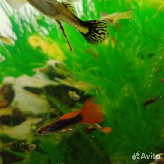 Аквариумные рыбки гуппи