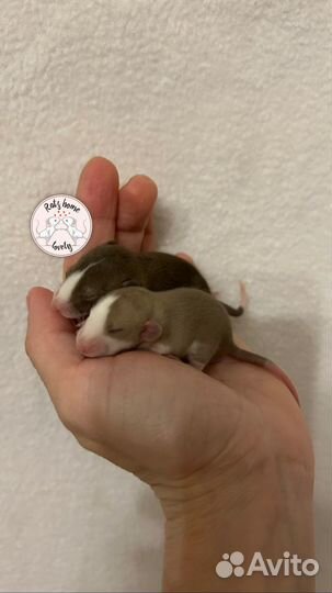 Крысята Дамбо малыши редкие из питомника