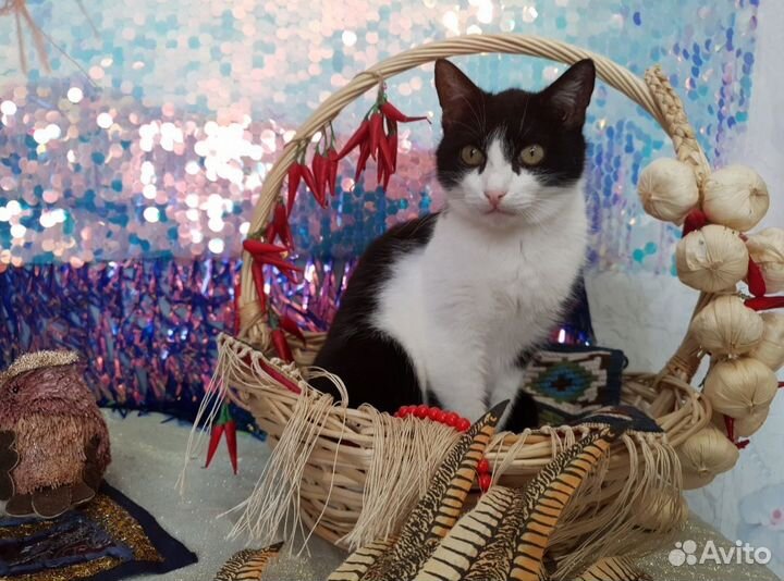 Котик Шустрик и кошечка в самом расцвете сил