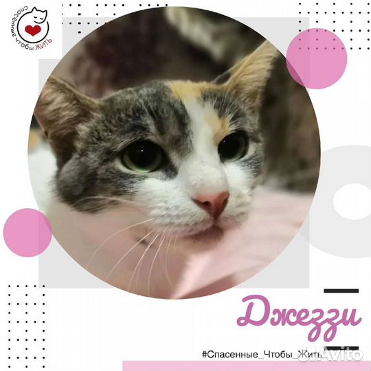 Джеззи ищет дом