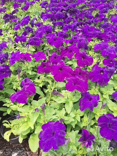 Рассада цветов. Петуния, тагетес, колеус, и др