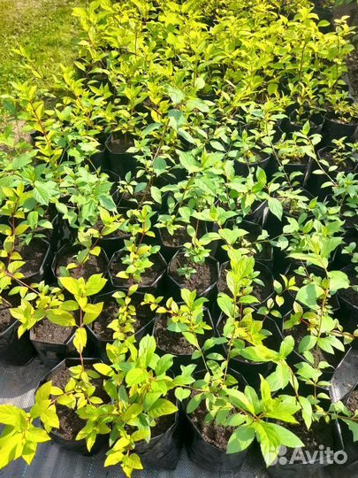 Саженцы декоративных кустарников