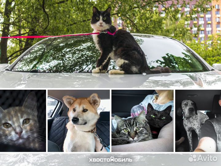 Зоотакси 24/7 – Перевозка собак, кошек и не только