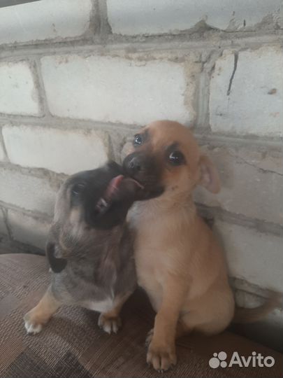 Помесь чихуахуа