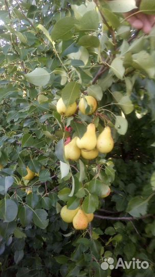 Козье молоко. Доставка.Овощи Фрукты