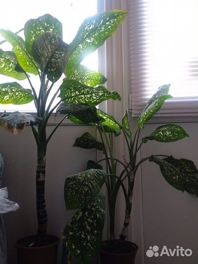 Диффенбахия