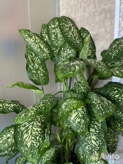 Диффенбахия