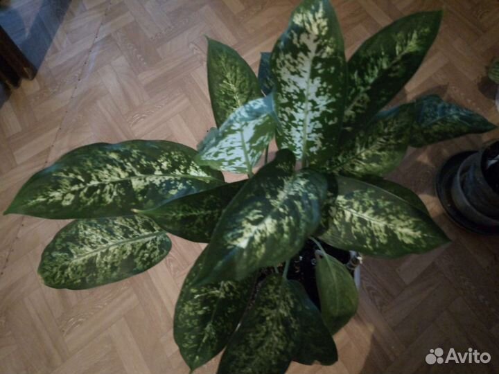 Диффенбахия