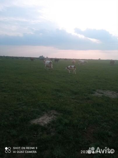 Коровы с телятами