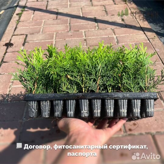 Черенки туи