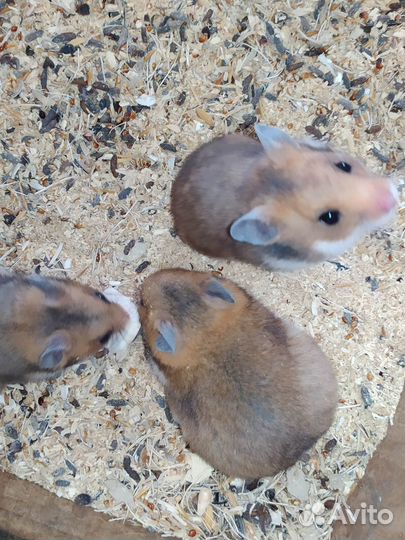 Джунгарские и сирийские хомяки