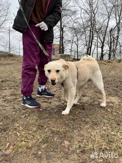 Собака бесплатно