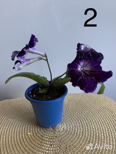 Фиалки в ассортименте