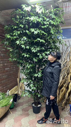 Искусственное дерево Фикус