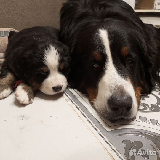 Берносчастье