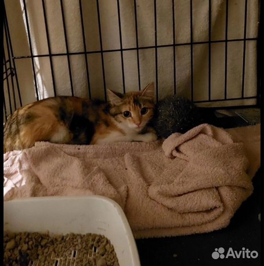 Кошечка ищет дом