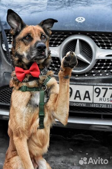 Собака в добрые руки