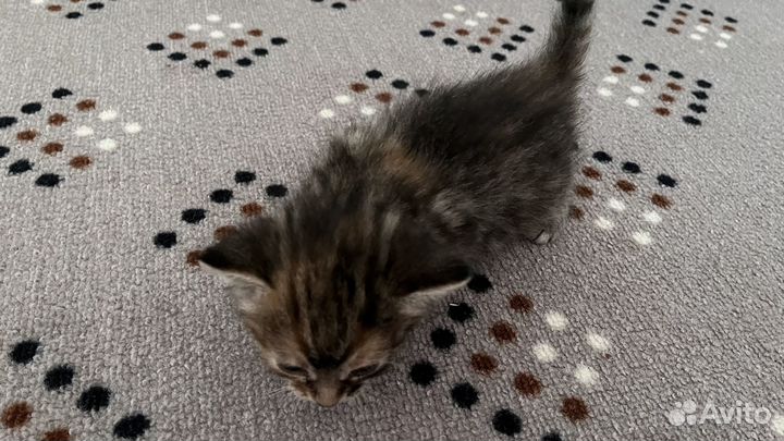 Котята