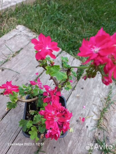 Герань пеларгония розебудная