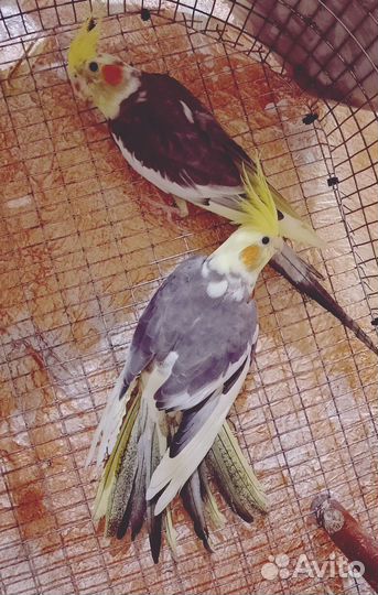 Попугай корелла парочка