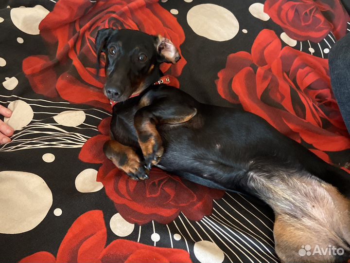 Собака Такса