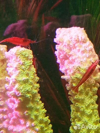 Теодоксус улитка,рыбки и растения