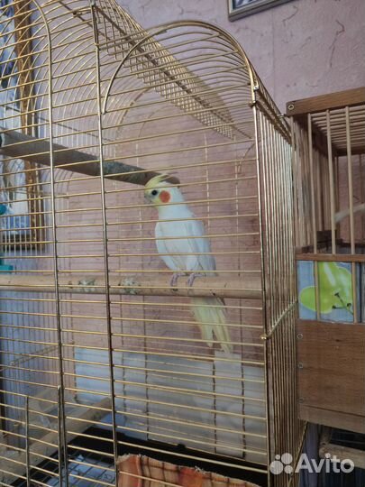 Продам попугая Корелла. торг