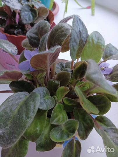 Фиалки фиолетовая и розовая