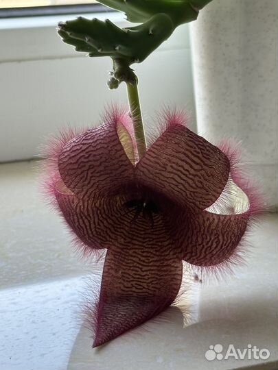 Суккуленты