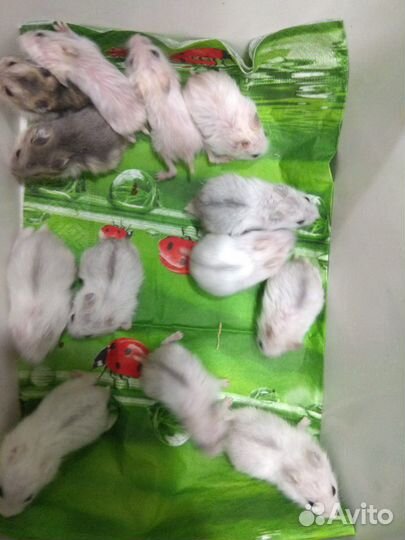 Хомячки на выбор,есть новое жилье