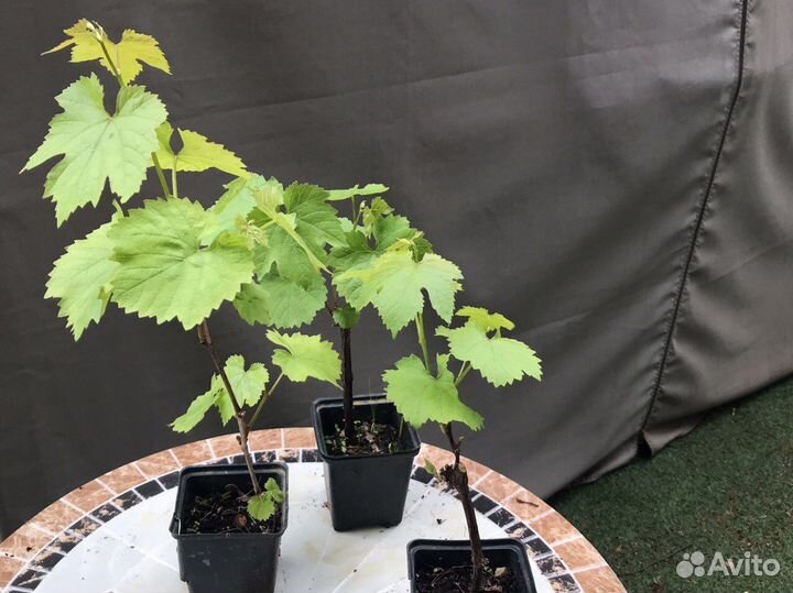 Саженцы винограда