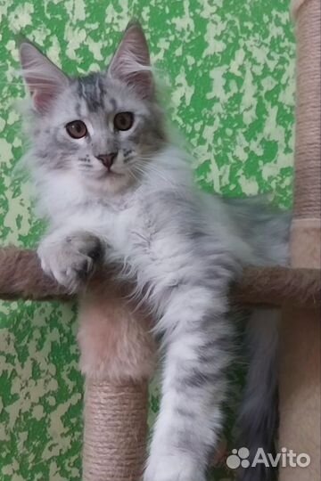 Котята мейн-кун