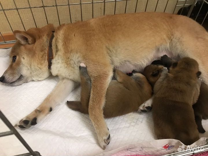 Сиба щенки (бронирование)