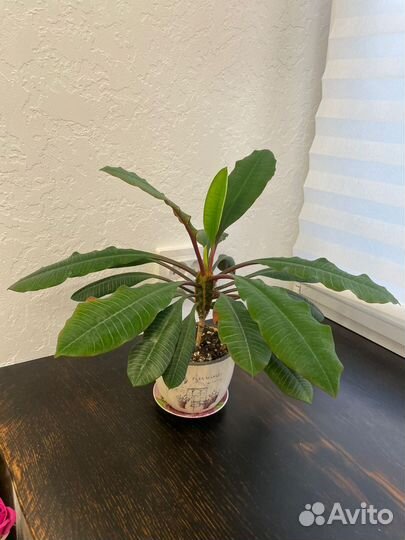 Молочай беложильчатый