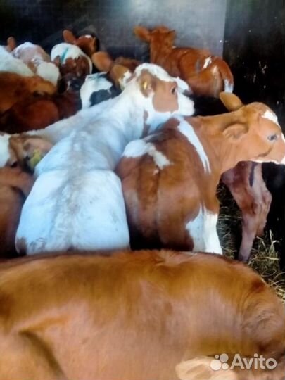 Бычки телята
