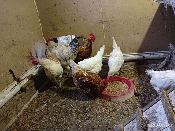 Куры несушки
