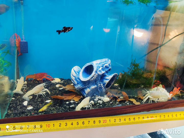 Крабики, раки