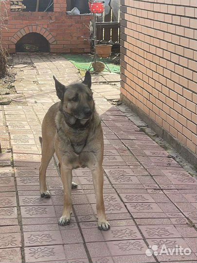 Собака в добрые руки отдам бесплатно