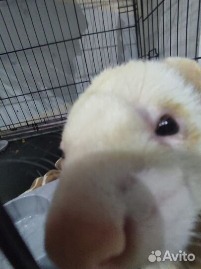 Хорек с клеткой