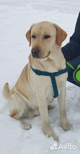 Кобель лабрадора вязка