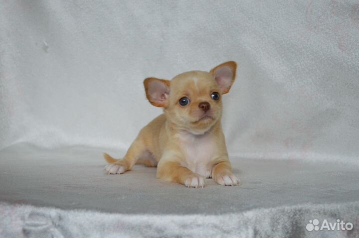 Просто красотка