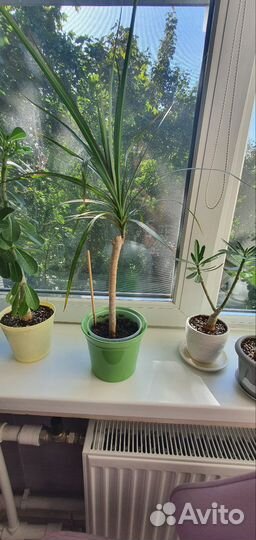 Пальма драцена