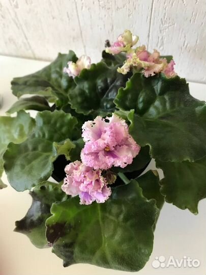 Фиалка сортовая