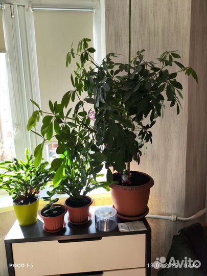 Цветок шефлера