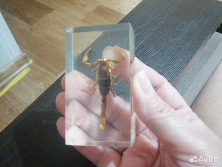 Коллекционирование насекомых