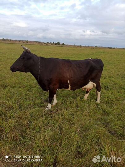 Молочная корова