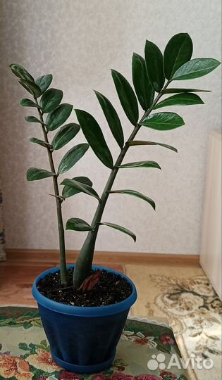 Замиокулькас