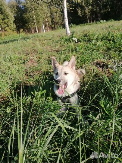 Собака в добрые руки