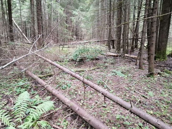 Участок 11 сот. (СНТ, ДНП)