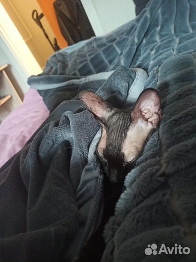 Донской сфинкс браш